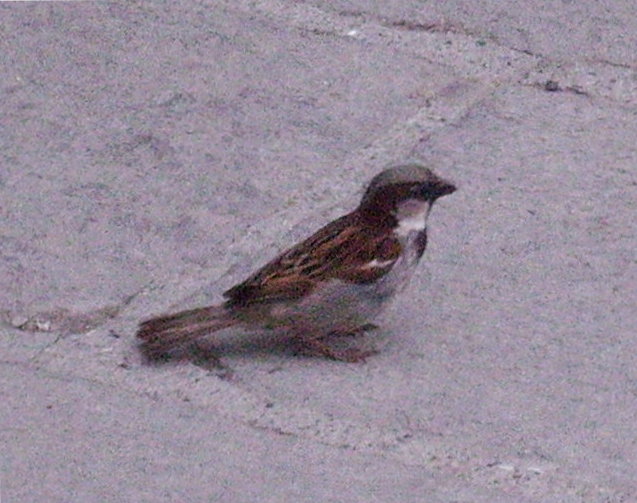 Passera mattugia Passer montanus -  Si discute di Ploceidae.